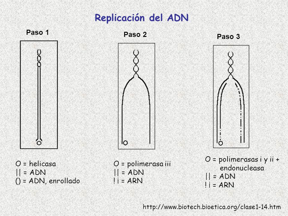 Replicación del ADN Paso 1 Paso 2 Paso 3 O = polimerasas i y ii +