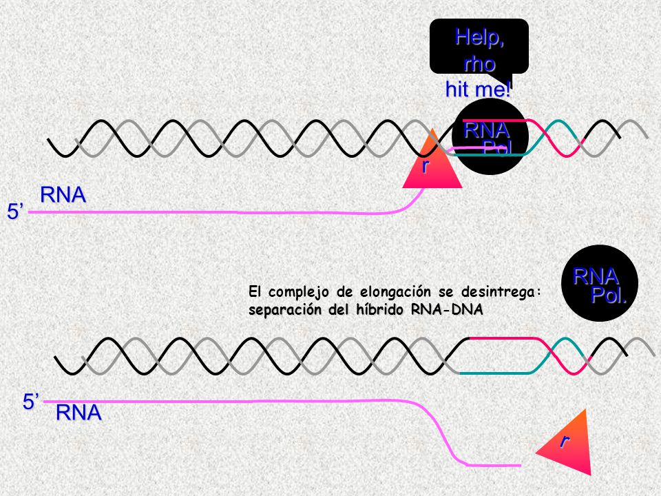 Help, rho hit me! RNA Pol. r 5’ RNA Pol. 5’ r