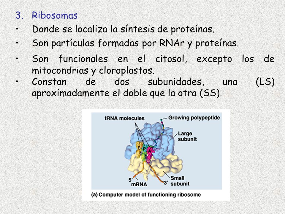 3. Ribosomas Donde se localiza la síntesis de proteínas. Son partículas formadas por RNAr y proteínas.