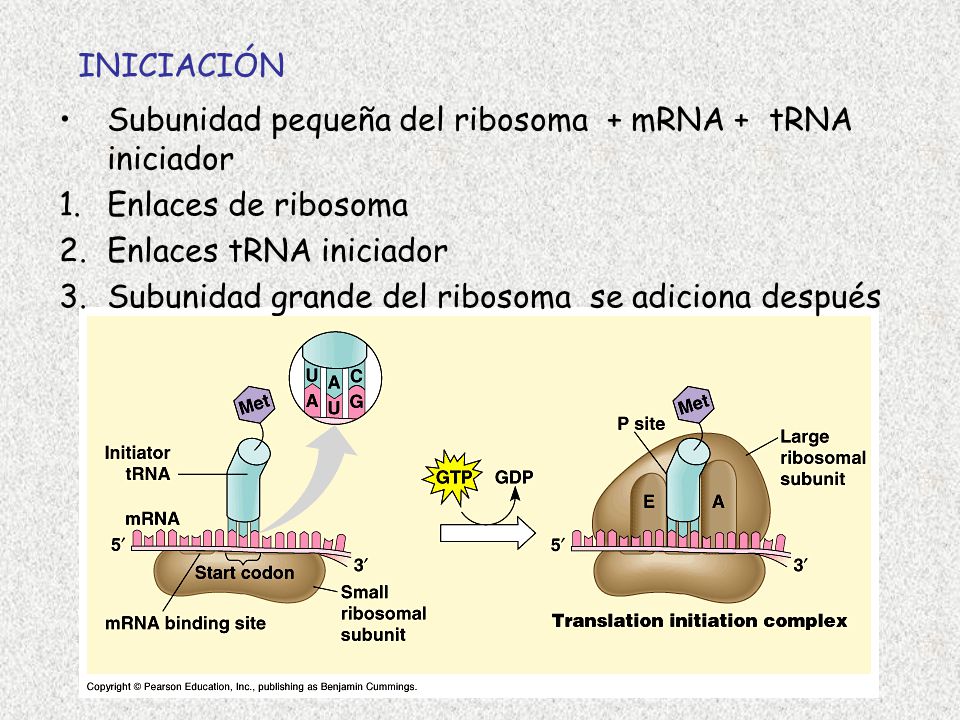 INICIACIÓN Subunidad pequeña del ribosoma + mRNA + tRNA iniciador. Enlaces de ribosoma. Enlaces tRNA iniciador.