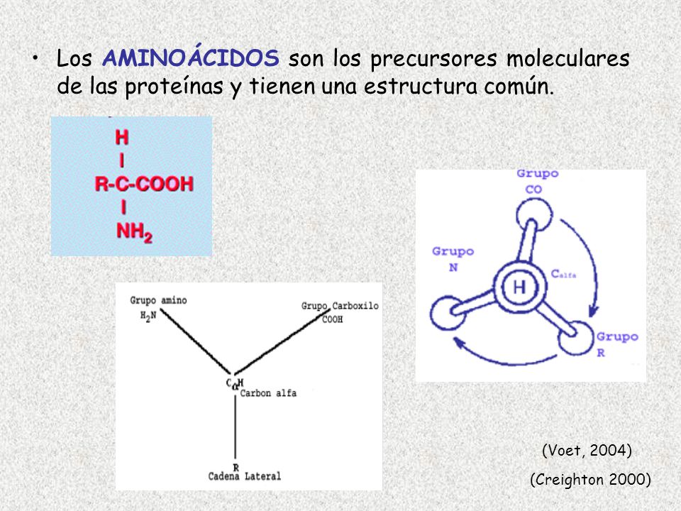 Los AMINOÁCIDOS son los precursores moleculares de las proteínas y tienen una estructura común.