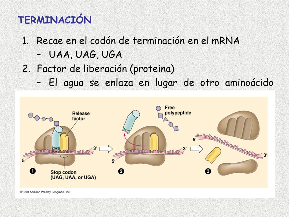 TERMINACIÓN Recae en el codón de terminación en el mRNA. UAA, UAG, UGA. Factor de liberación (proteina)
