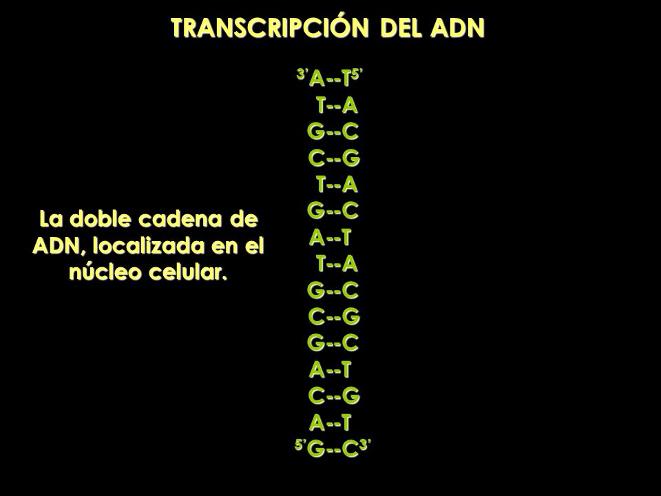La doble cadena de ADN, localizada en el núcleo celular.
