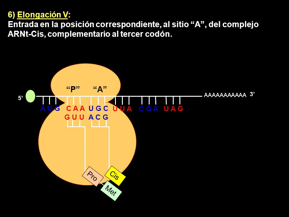 6) Elongación V: Entrada en la posición correspondiente, al sitio A , del complejo ARNt-Cis, complementario al tercer codón.