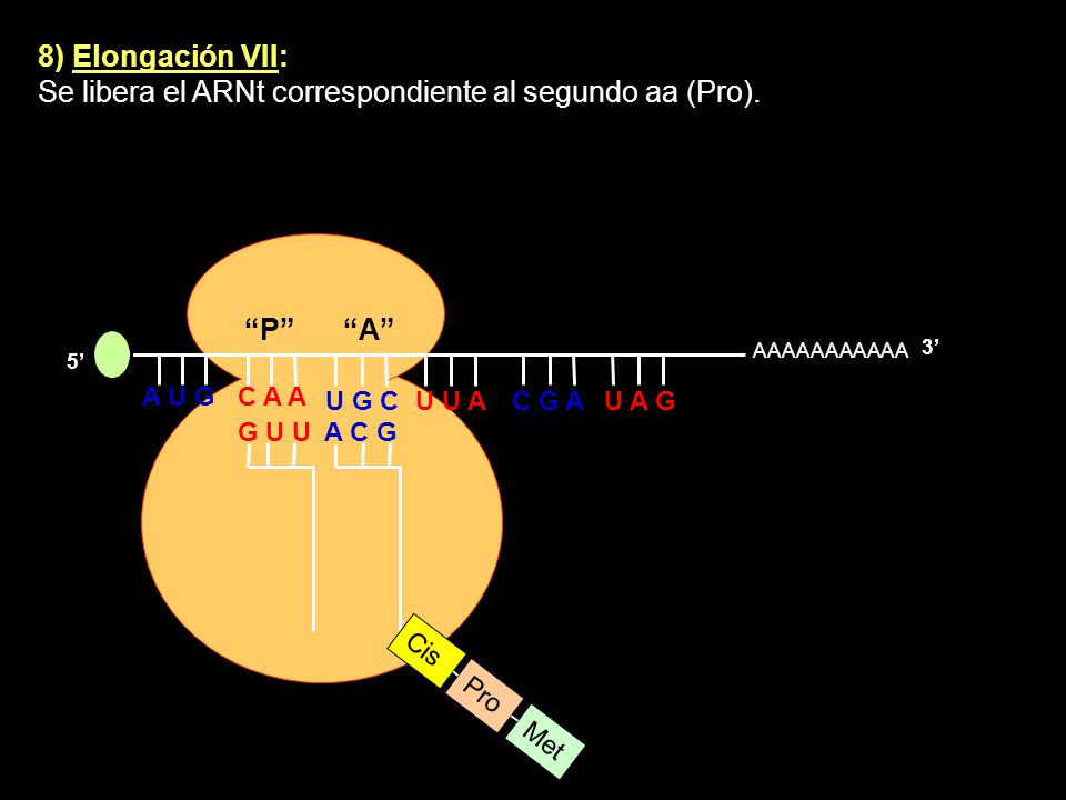 Se libera el ARNt correspondiente al segundo aa (Pro).