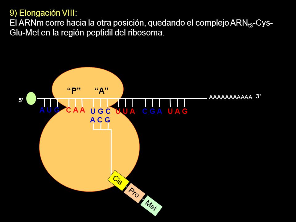 9) Elongación VIII: El ARNm corre hacia la otra posición, quedando el complejo ARNt3-Cys-Glu-Met en la región peptidil del ribosoma.