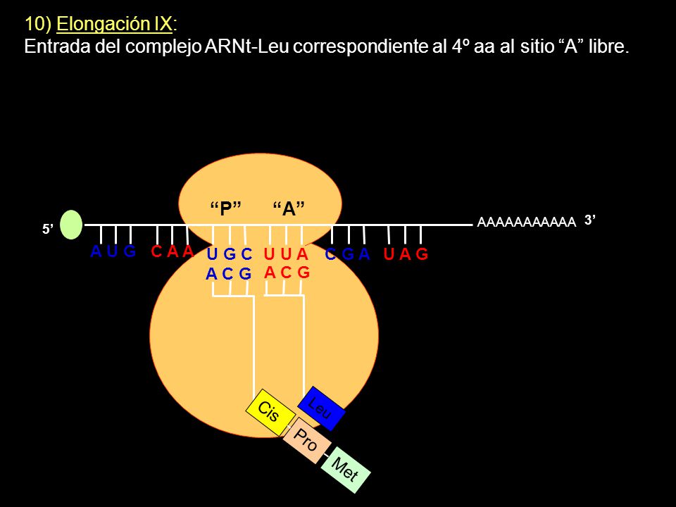 10) Elongación IX: Entrada del complejo ARNt-Leu correspondiente al 4º aa al sitio A libre. P A