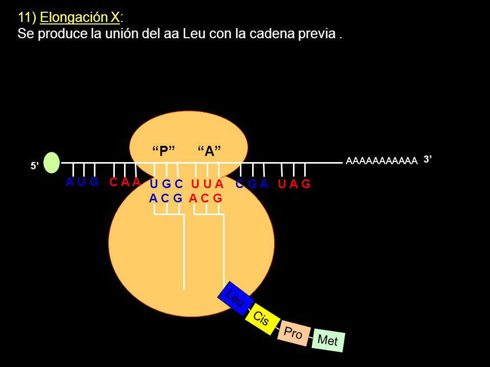 Se produce la unión del aa Leu con la cadena previa .