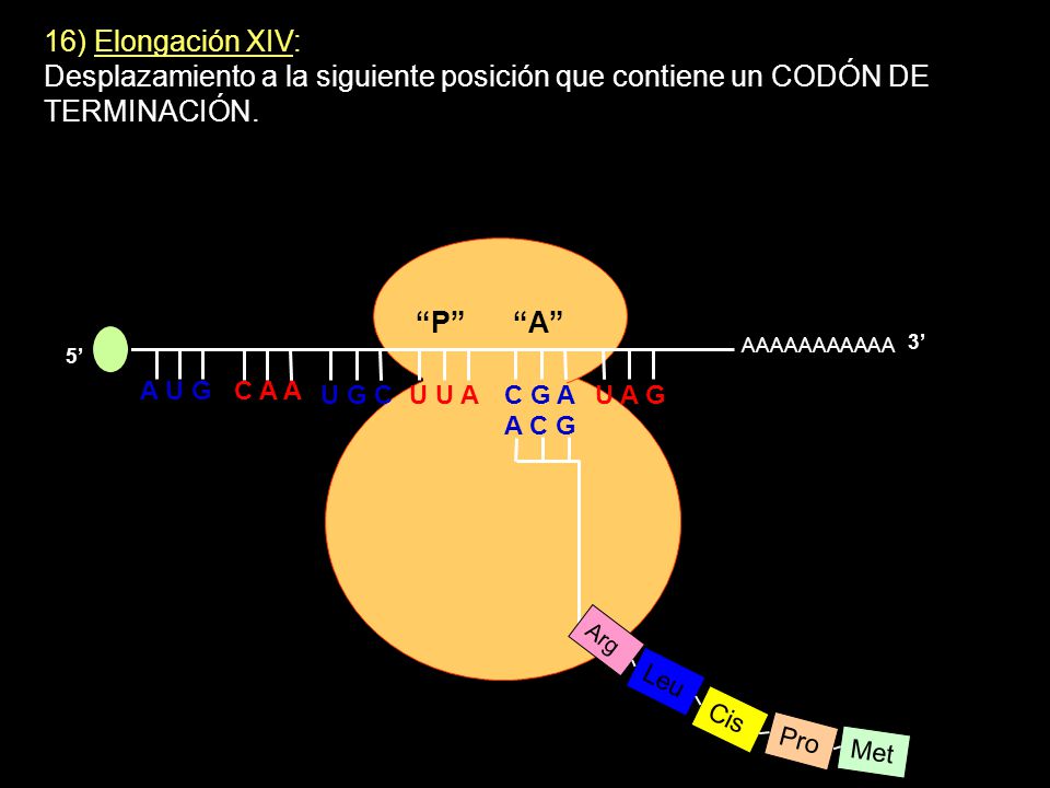 16) Elongación XIV: Desplazamiento a la siguiente posición que contiene un CODÓN DE TERMINACIÓN. P A