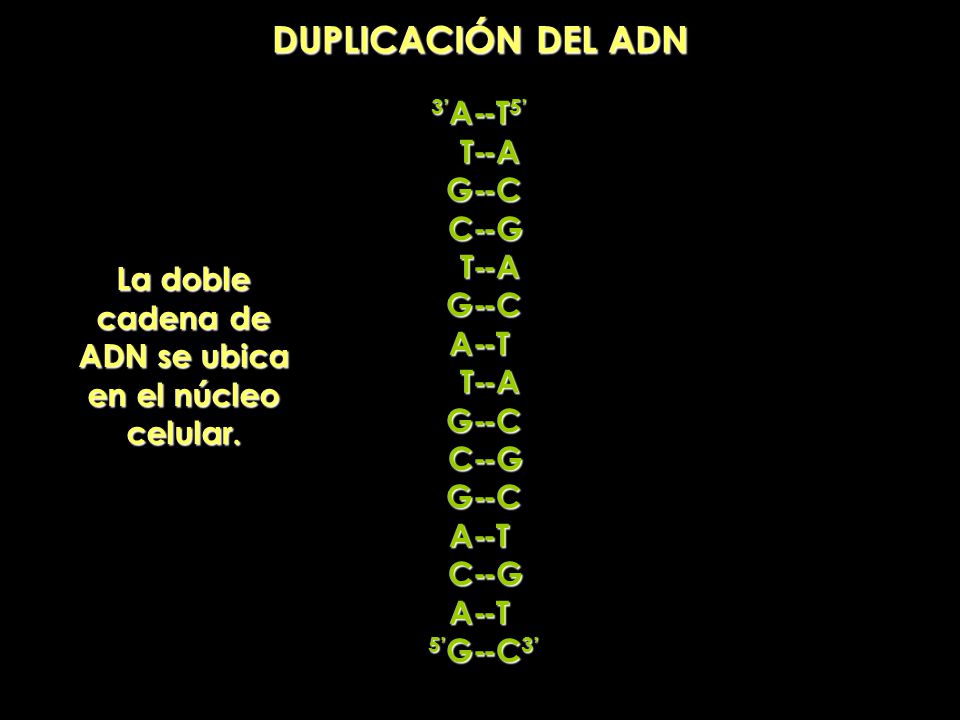 La doble cadena de ADN se ubica en el núcleo celular.