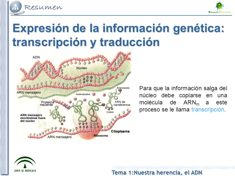 Expresión de la información genética: transcripción y traducción