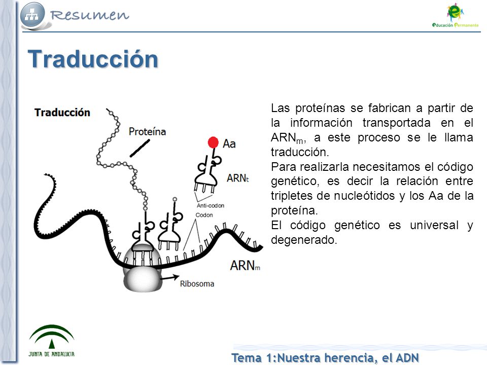 Traducción Las proteínas se fabrican a partir de la información transportada en el ARNm, a este proceso se le llama traducción.