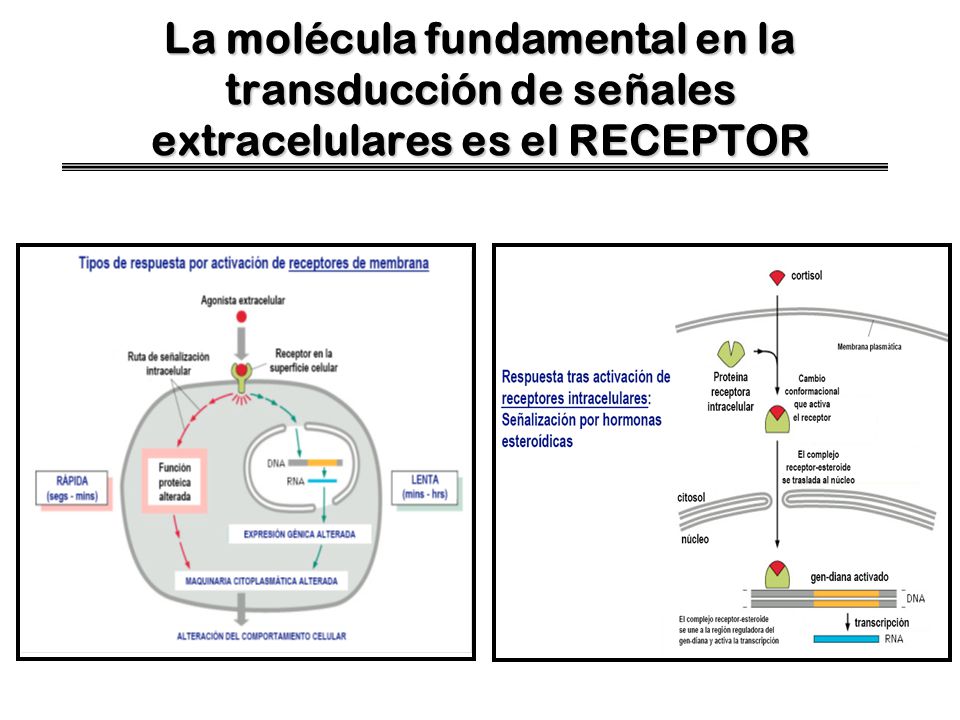 La molécula fundamental en la transducción de señales extracelulares es el RECEPTOR
