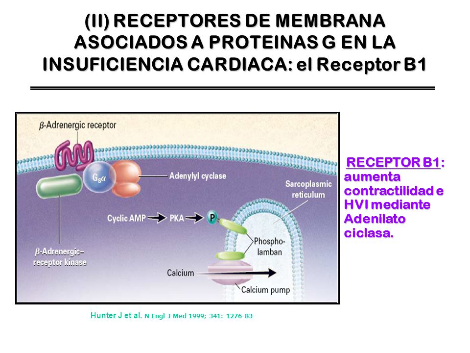 (II) RECEPTORES DE MEMBRANA ASOCIADOS A PROTEINAS G EN LA INSUFICIENCIA CARDIACA: el Receptor B1