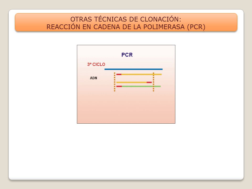 OTRAS TÉCNICAS DE CLONACIÓN: REACCIÓN EN CADENA DE LA POLIMERASA (PCR)