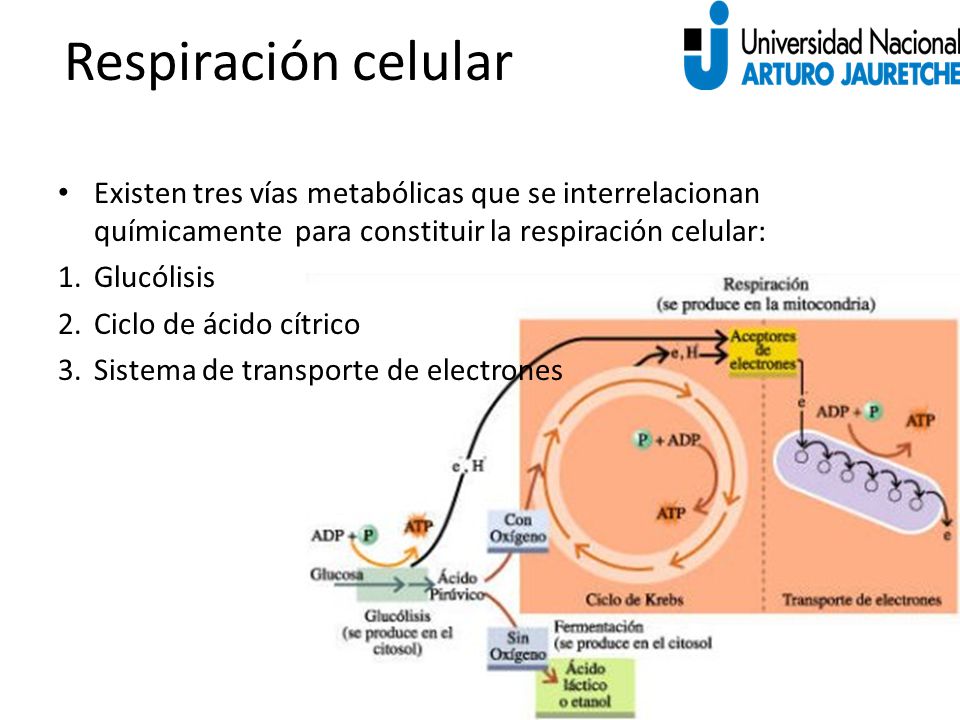 Respiración celular Existen tres vías metabólicas que se interrelacionan químicamente para constituir la respiración celular: