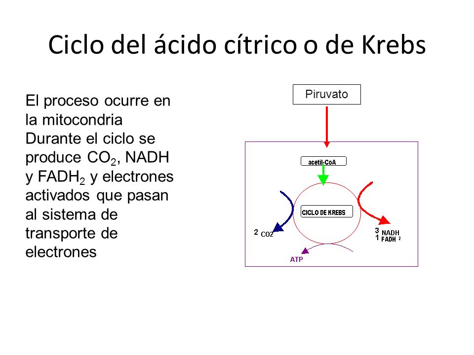 Ciclo del ácido cítrico o de Krebs