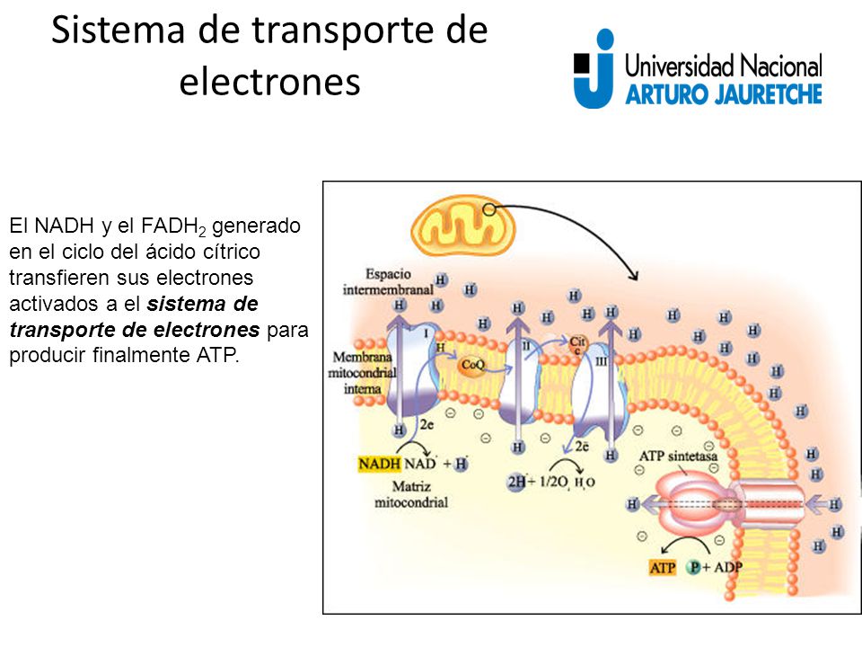 Sistema de transporte de electrones