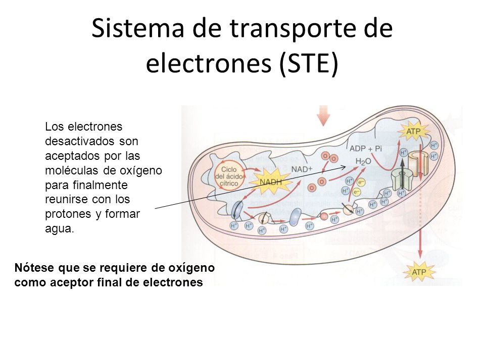 Sistema de transporte de electrones (STE)