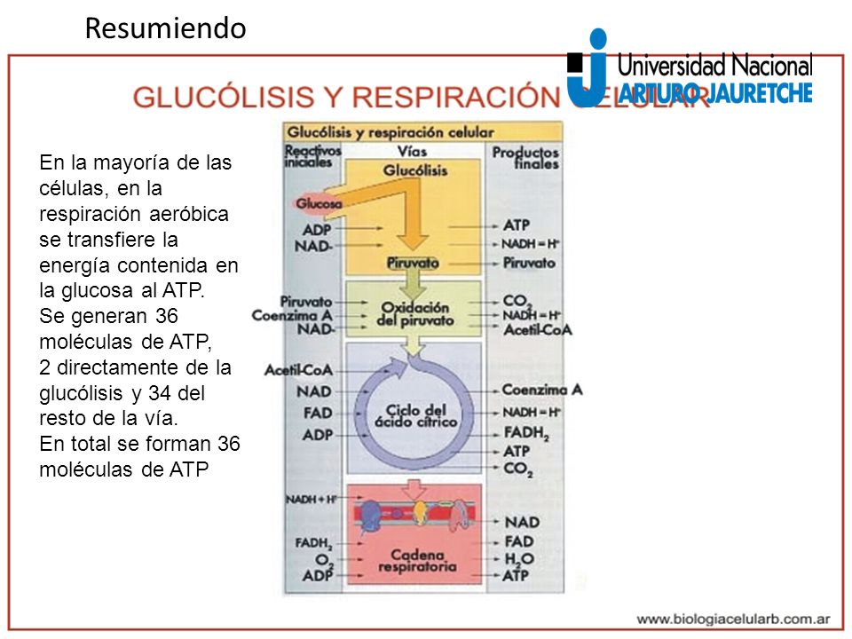 Resumiendo En la mayoría de las células, en la respiración aeróbica se transfiere la energía contenida en la glucosa al ATP.