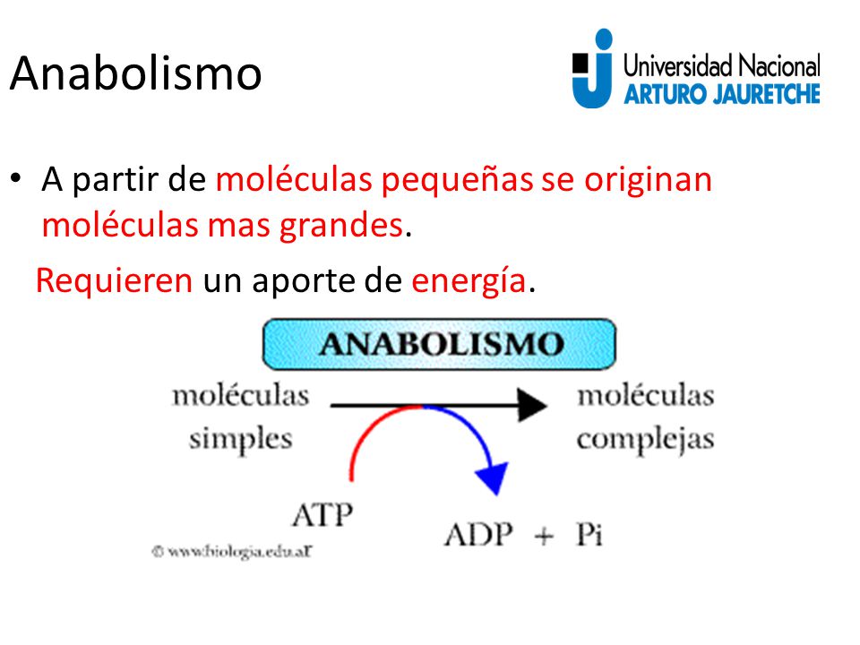 Anabolismo A partir de moléculas pequeñas se originan moléculas mas grandes.