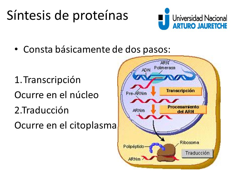 Síntesis de proteínas Consta básicamente de dos pasos: Transcripción