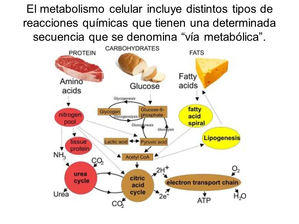 El metabolismo celular incluye distintos tipos de reacciones químicas que tienen una determinada secuencia que se denomina vía metabólica .
