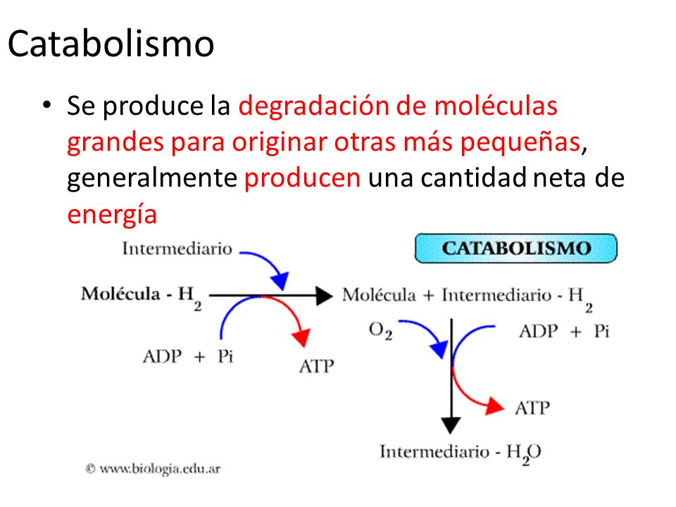 Catabolismo Se produce la degradación de moléculas grandes para originar otras más pequeñas, generalmente producen una cantidad neta de energía.