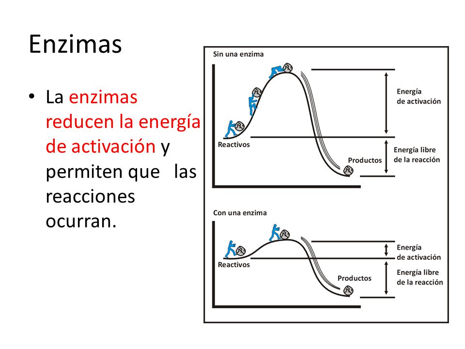 Enzimas La enzimas reducen la energía de activación y permiten que las reacciones ocurran.