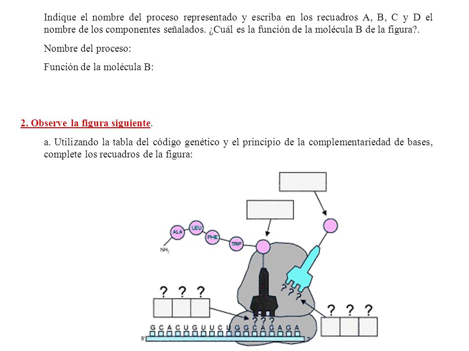 Indique el nombre del proceso representado y escriba en los recuadros A, B, C y D el nombre de los componentes señalados. ¿Cuál es la función de la molécula B de la figura .