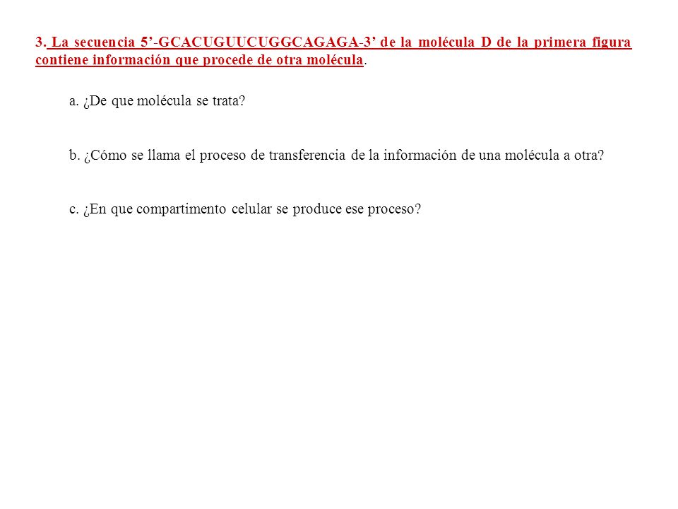 3. La secuencia 5’-GCACUGUUCUGGCAGAGA-3’ de la molécula D de la primera figura contiene información que procede de otra molécula.