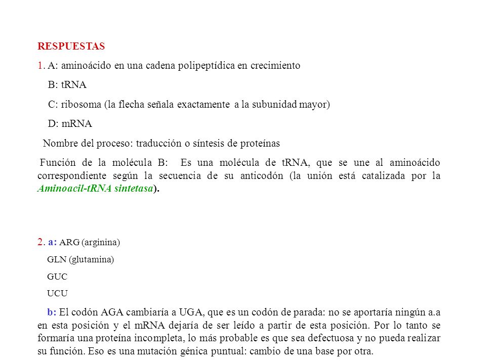 1. A: aminoácido en una cadena polipeptídica en crecimiento B: tRNA