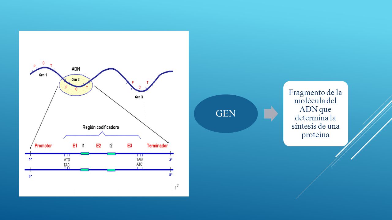 GEN Fragmento de la molécula del ADN que determina la síntesis de una proteína