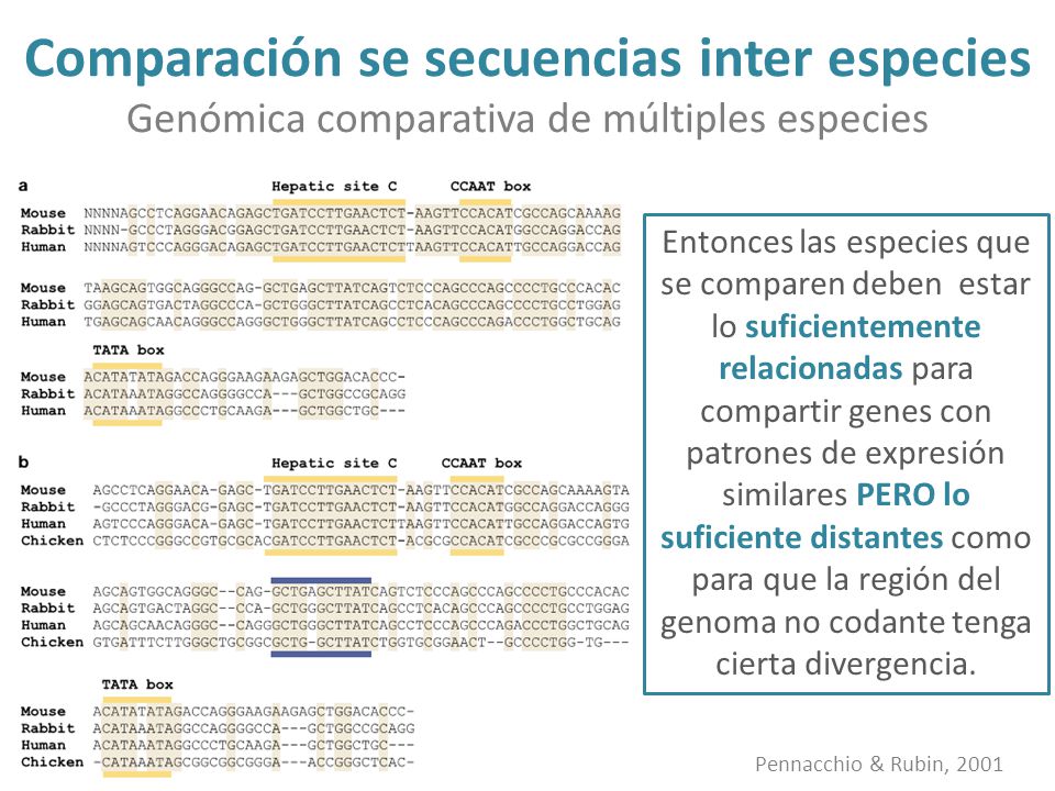 Comparación se secuencias inter especies Genómica comparativa de múltiples especies