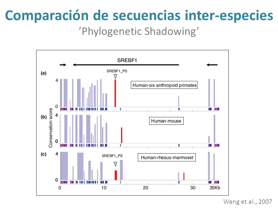 Comparación de secuencias inter-especies ’Phylogenetic Shadowing’