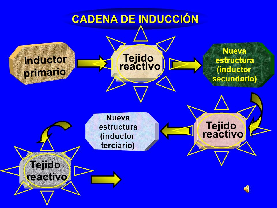 CADENA DE INDUCCIÓN Inductor primario Tejido reactivo Tejido reactivo