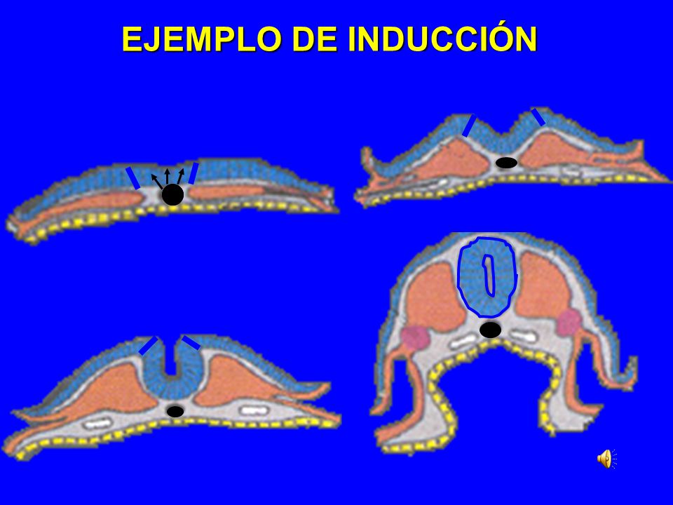 EJEMPLO DE INDUCCIÓN Diapositiva 21. Orientadora 8. Primer Trimestre