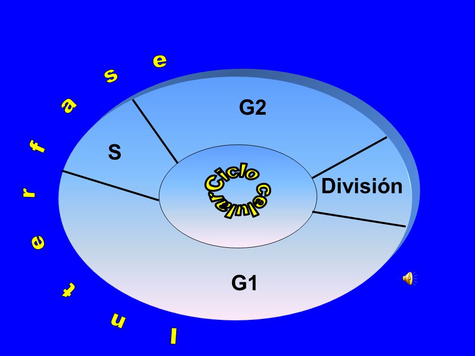 G2 S División G1 Ciclo celular Diapositiva 30 . Orientadora 8.