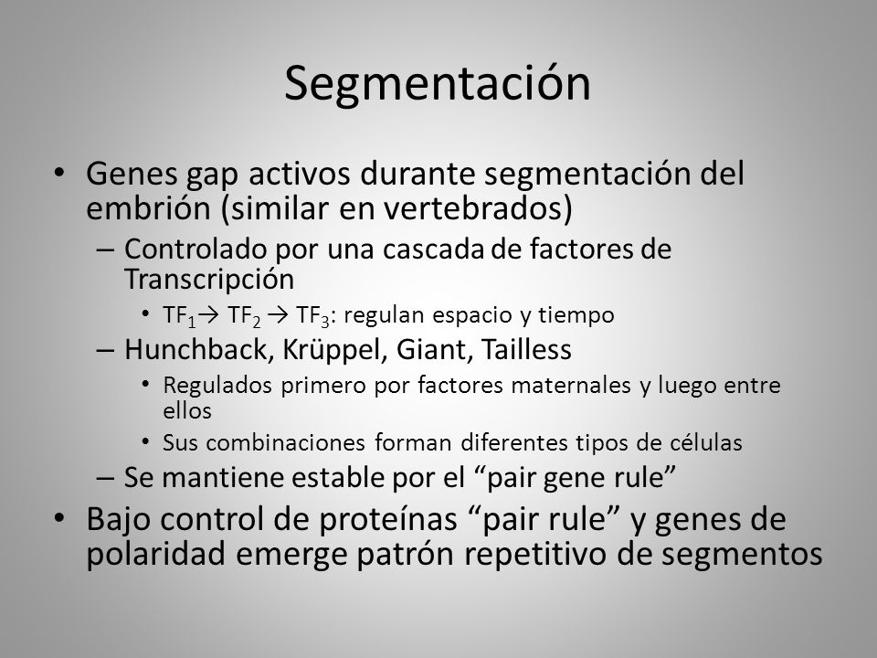 Segmentación Genes gap activos durante segmentación del embrión (similar en vertebrados) Controlado por una cascada de factores de Transcripción.