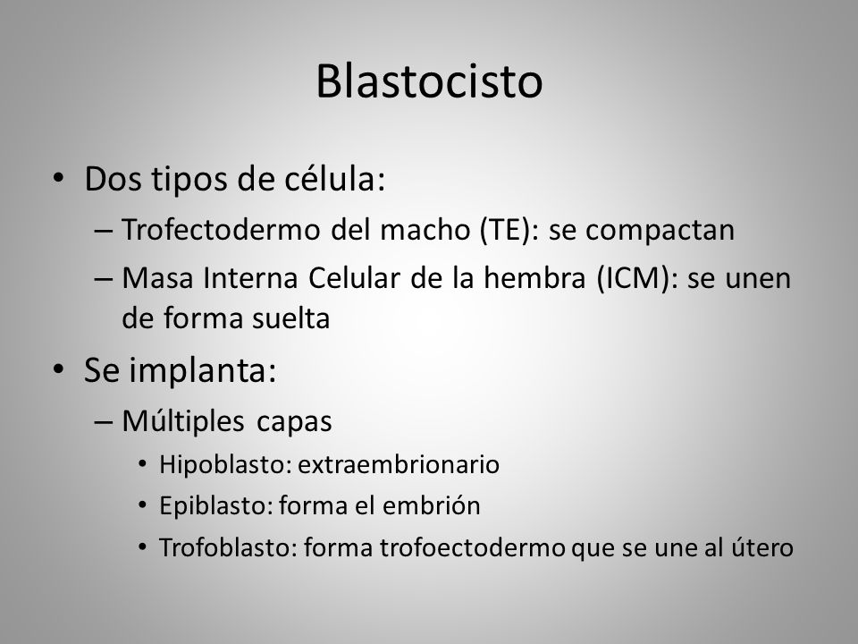Blastocisto Dos tipos de célula: Se implanta: