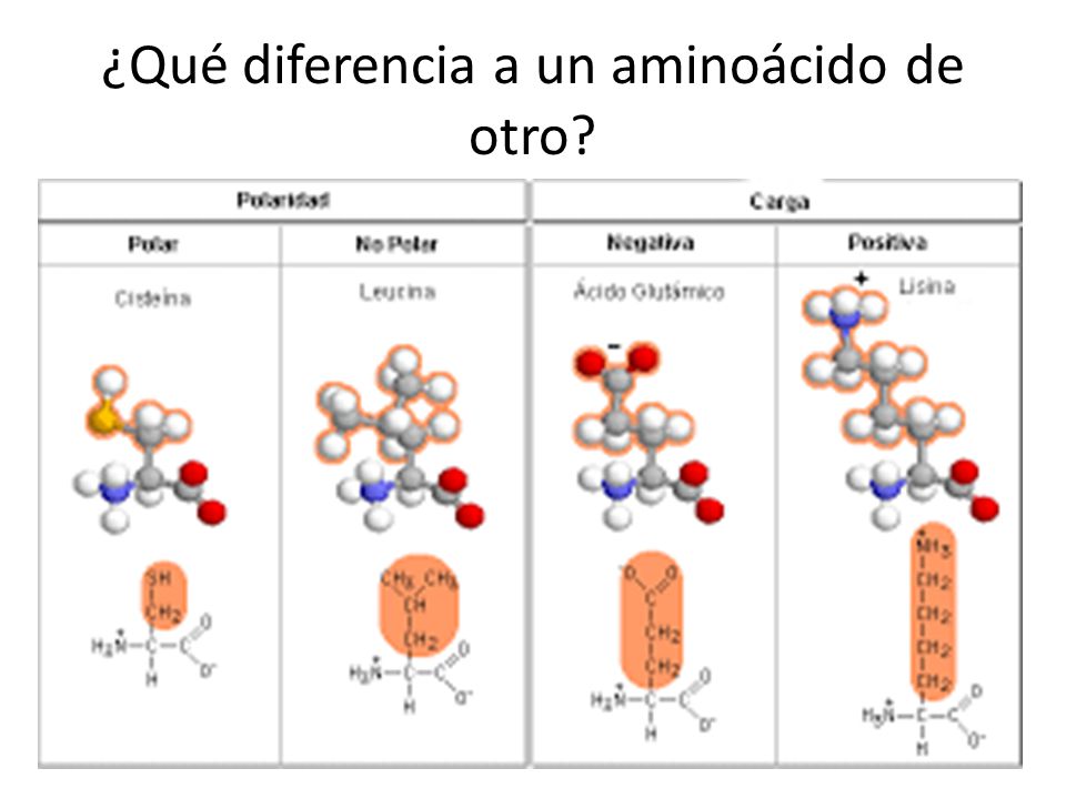 ¿Qué diferencia a un aminoácido de otro