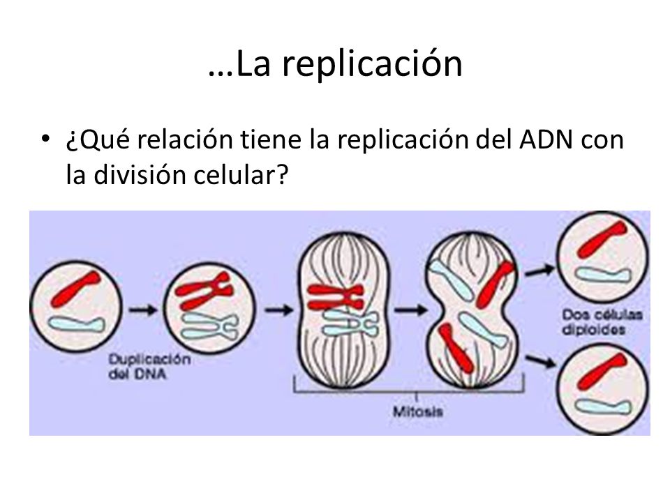 …La replicación ¿Qué relación tiene la replicación del ADN con la división celular