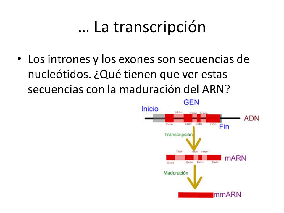 … La transcripción Los intrones y los exones son secuencias de nucleótidos.
