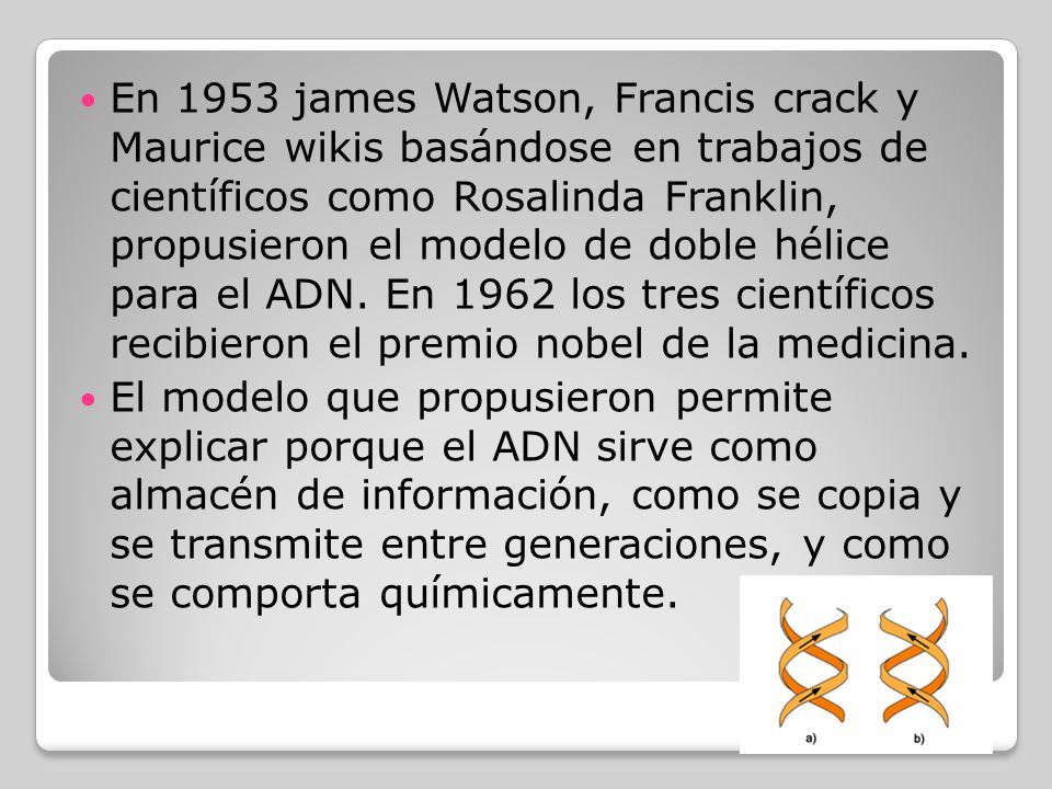 En 1953 james Watson, Francis crack y Maurice wikis basándose en trabajos de científicos como Rosalinda Franklin, propusieron el modelo de doble hélice para el ADN. En 1962 los tres científicos recibieron el premio nobel de la medicina.