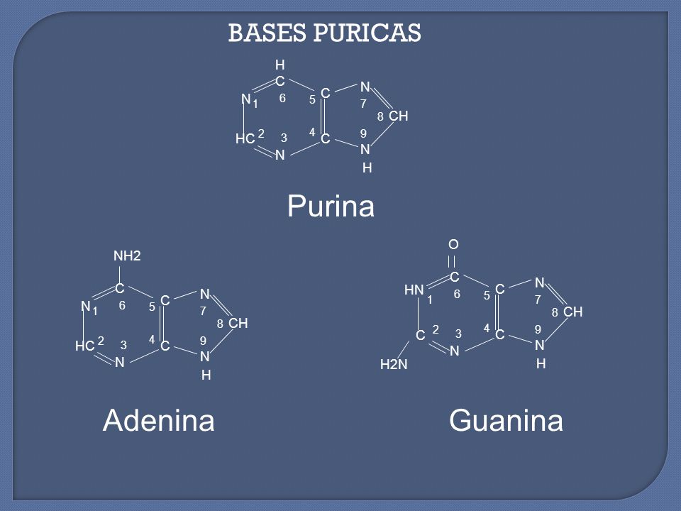 Purina Guanina Adenina BASES PURICAS N H C HC CH N HN H C CH O H2N N H