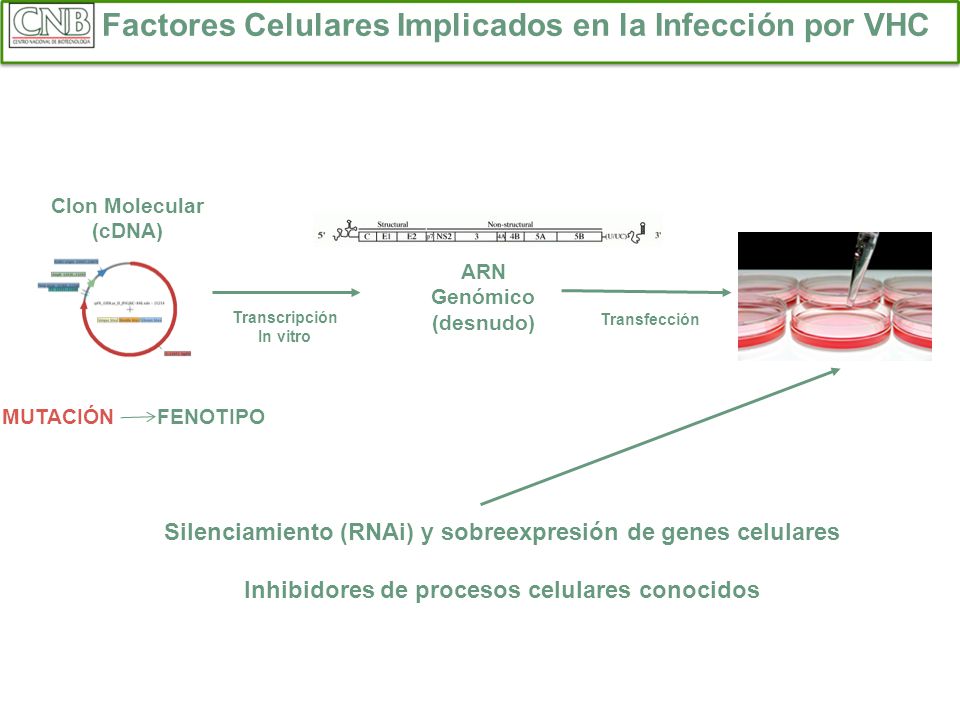 Factores Celulares Implicados en la Infección por VHC