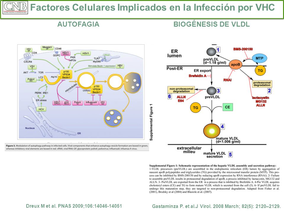 Factores Celulares Implicados en la Infección por VHC