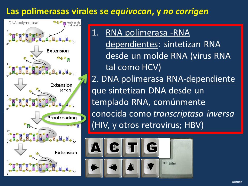 A C T G Las polimerasas virales se equivocan, y no corrigen
