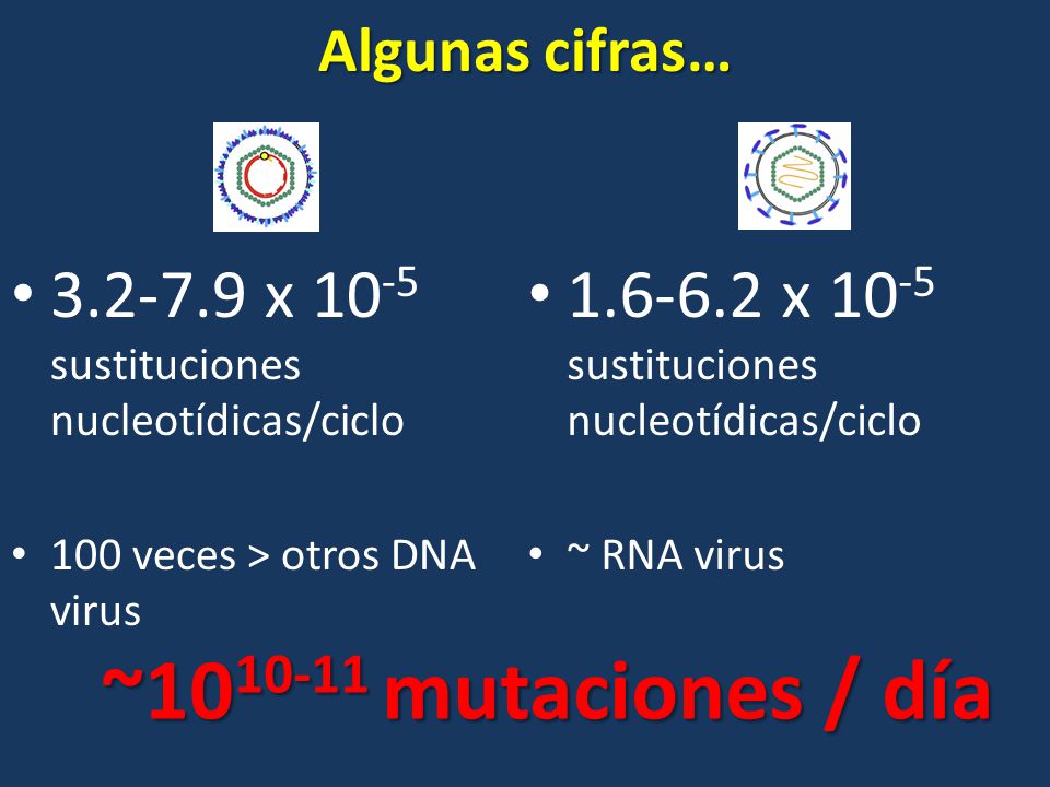 Algunas cifras… x 10-5 sustituciones nucleotídicas/ciclo. 100 veces > otros DNA virus x 10-5 sustituciones nucleotídicas/ciclo.