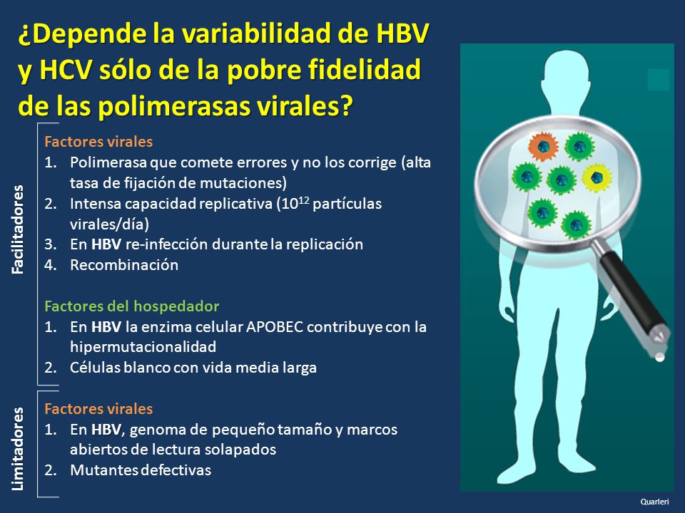 ¿Depende la variabilidad de HBV y HCV sólo de la pobre fidelidad de las polimerasas virales